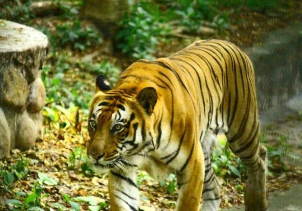 Tiger safari india tour