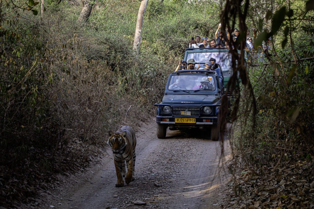 Golden Triangle Tour with Tiger Safari