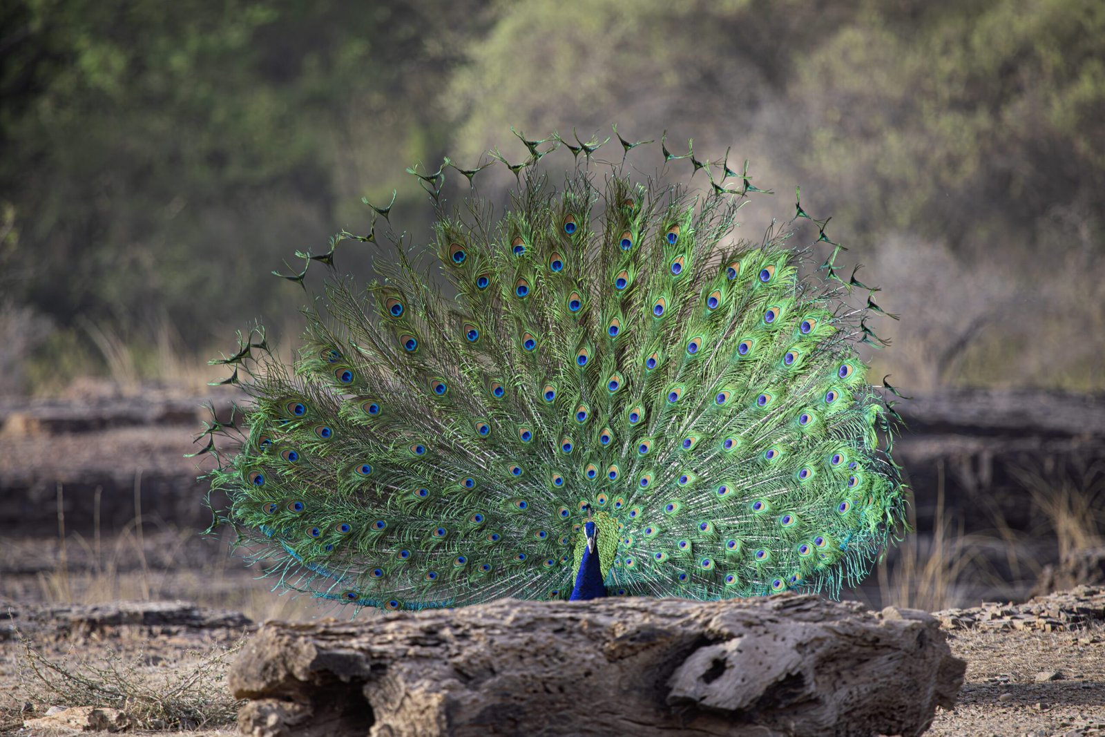 Golden Triangle Tour with Tiger Safari Ranthambore trip to taj mahal