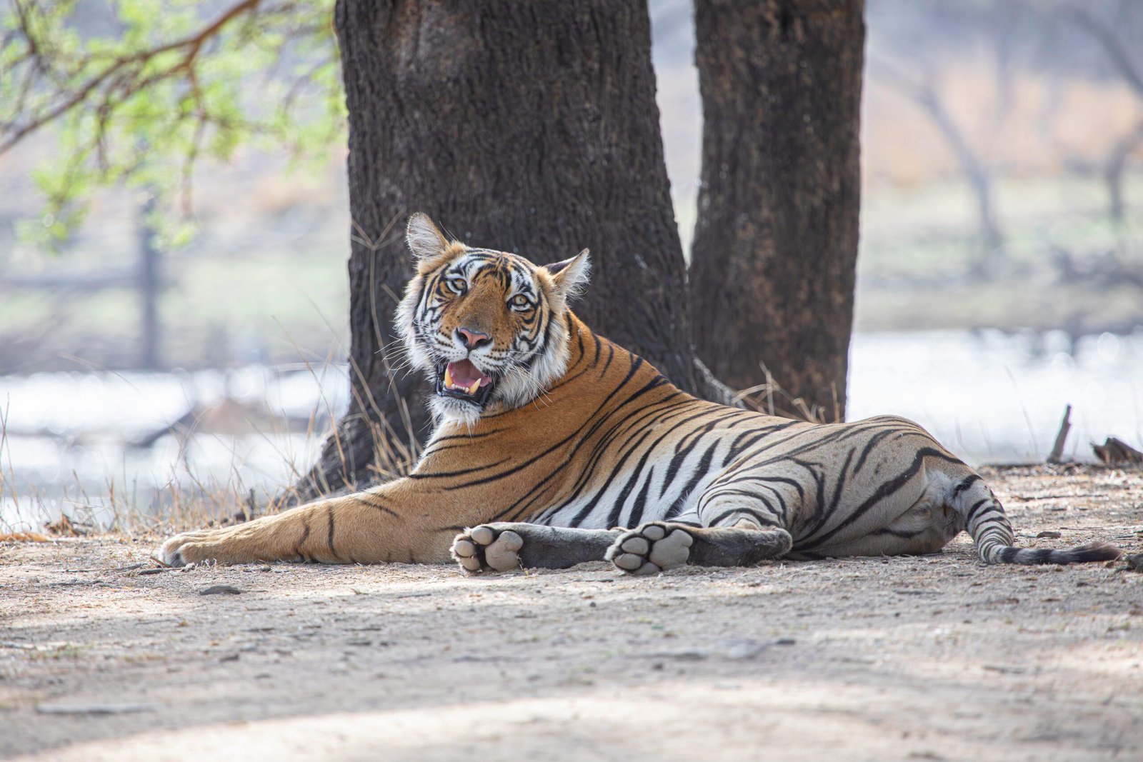 Golden Triangle Tour with Tiger Safari