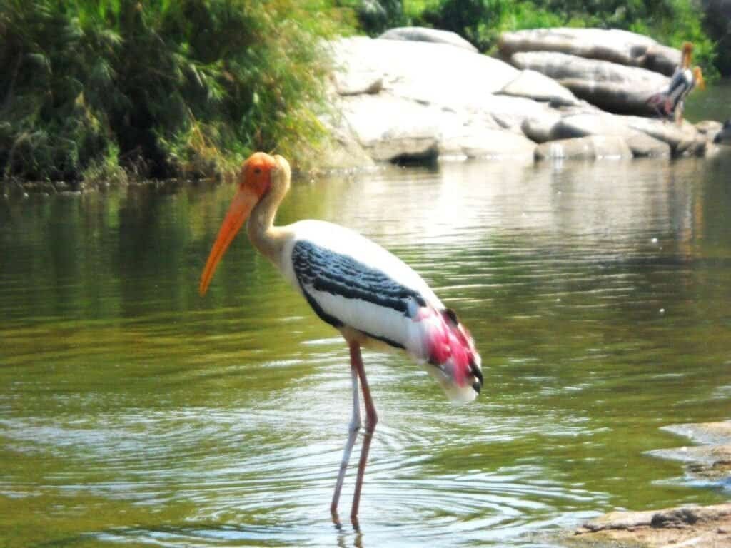 India Bird Watching Tour