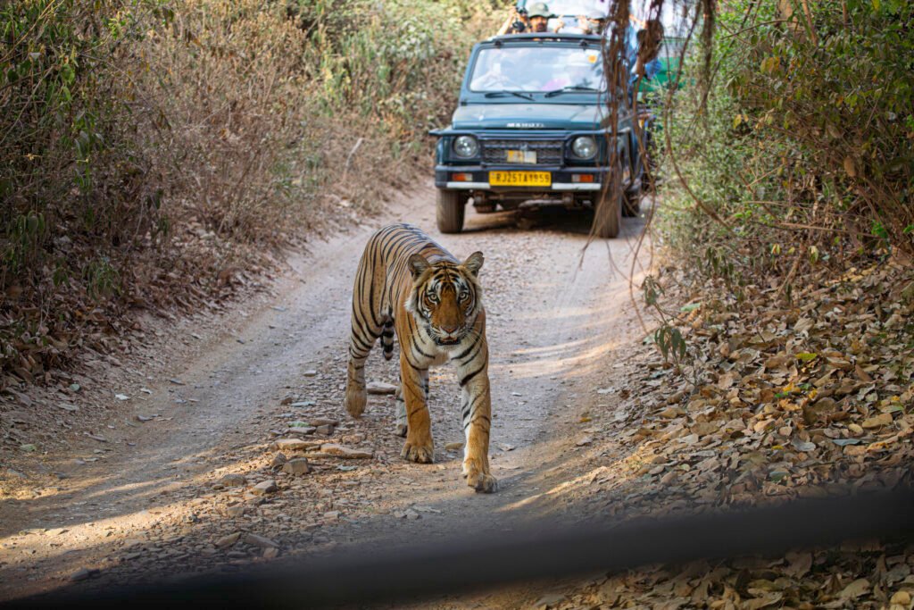 Golden triangle tour with Ranthambore